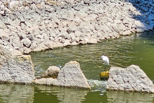 Shared-from-Lightroom-mobile15